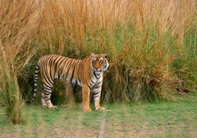 Best Indian Wildlife Safari Tour